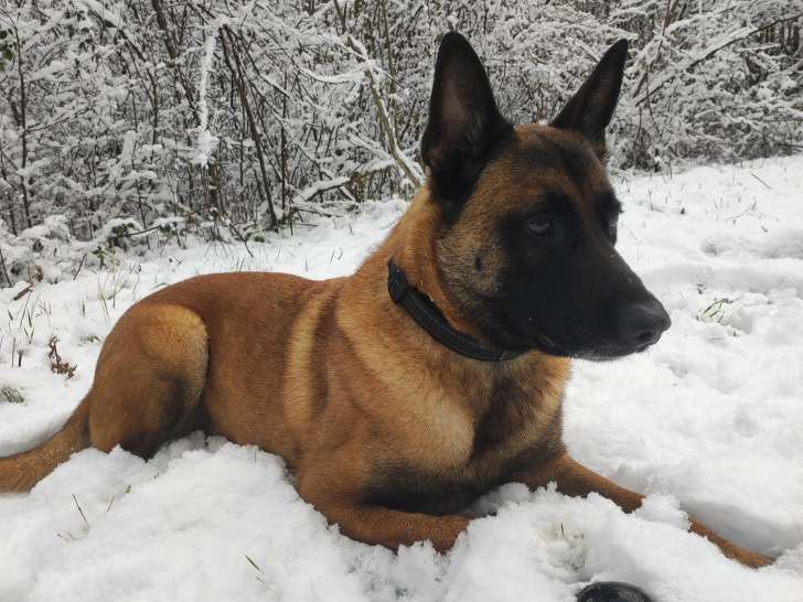 Speak Dog 38