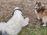 Cani Friendly
