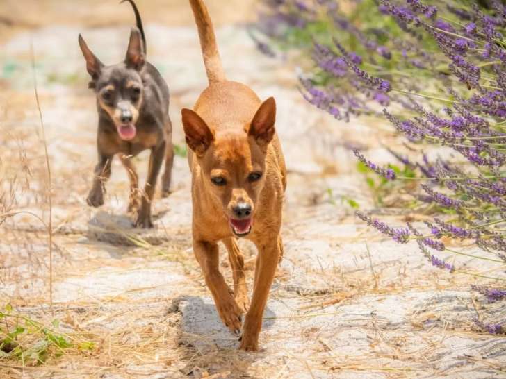 Cani Friendly