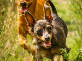 Cani Friendly