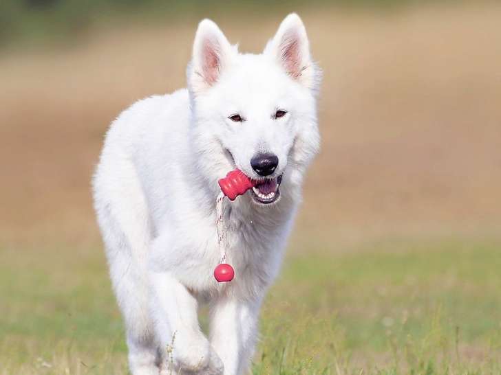 Signaux Canins