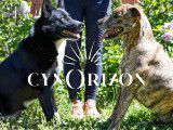 Cynorizon
