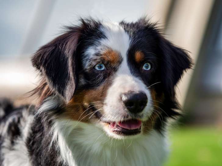 The Wolf in the Valley