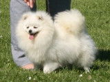 Du Beauty Spitz