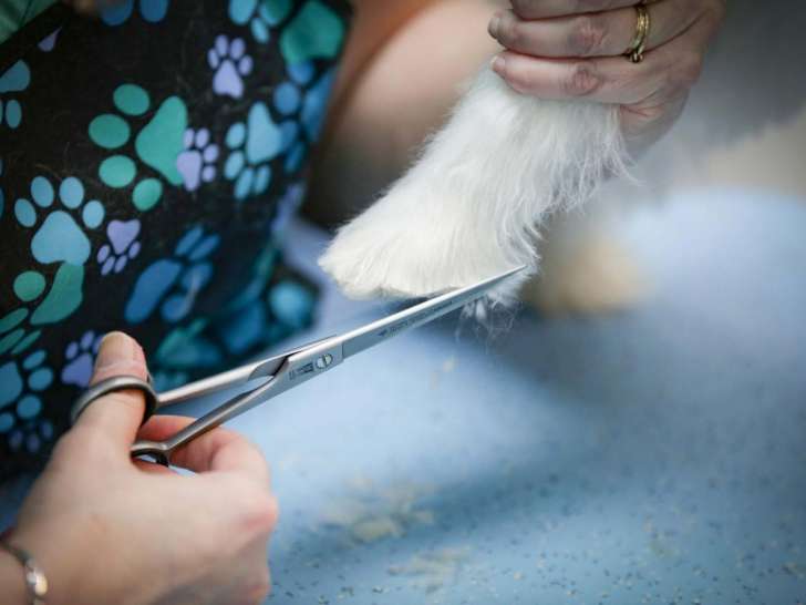 Beauté Canine et Féline