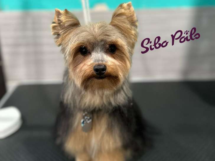 Sibo Poils