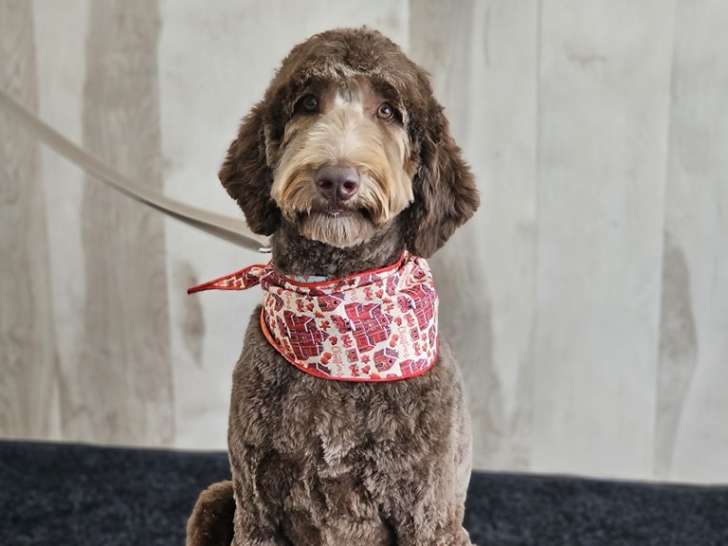 Élégance Canine