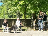 Histoires de Chiens