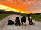 Histoires de Chiens