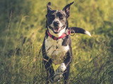 Happy Dog Education