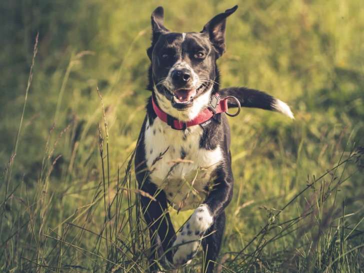 Happy Dog Education