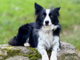 Happy Dog Education