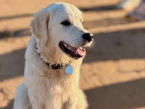 Happy Dog Education