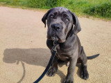 Happy Dog Education
