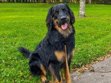 Happy Dog Education