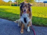 Happy Dog Education