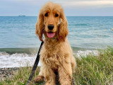 Happy Dog Education