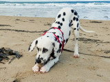 Happy Dog Education