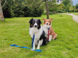 Happy Dog Education