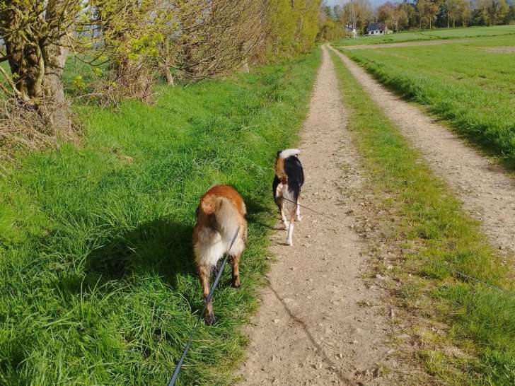 Le chien qui ronfle