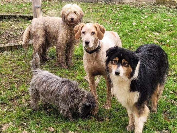 L'Ecole du Chien