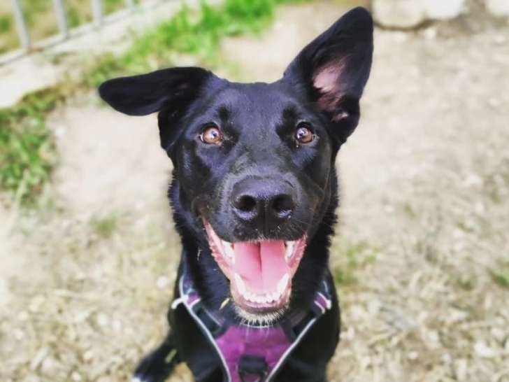 Dog Pawsitiv'Training