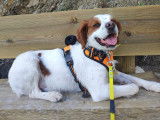 Dog Pawsitiv'Training