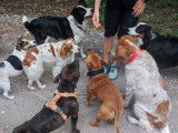 Dog Pawsitiv'Training