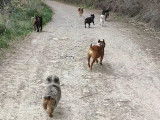 Dog Pawsitiv'Training