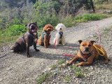 Dog Pawsitiv'Training