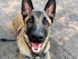 Dog Pawsitiv'Training