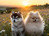 Pomeranian Loulou
