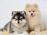 Pomeranian Loulou