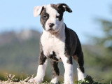 Bretignier Anticipation Canine