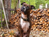 Bretignier Anticipation Canine