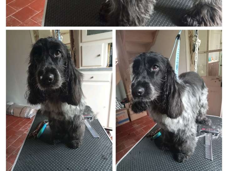 Oh My Dog