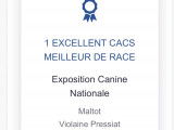 Toby Galon Vad de Kerfenec (Charmante Portos Goldenleon x Paola des géants de l’ange blanc) Meilleur de race CACS HD-A ED-0 DNAComp Lpn1-1.1 Lpn2-1.1 Lpn3-1.1 Lemp-1.1