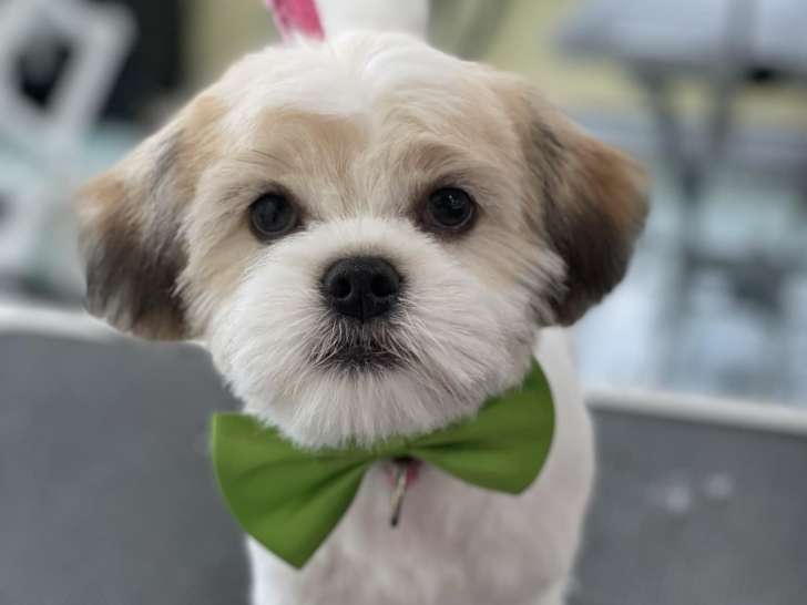 Beauté Canine