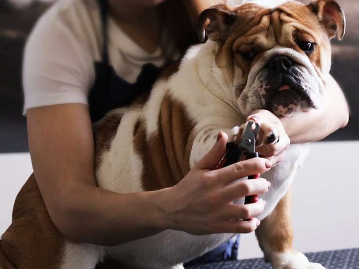 Pampered Paws