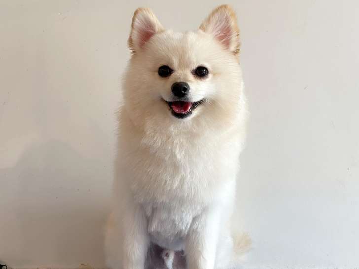 4 Paws Montreal