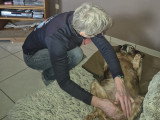 Masseur Animalier certifie