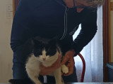Masseur Animalier certifie