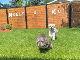 Molly & Moi