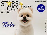 Stars Canins