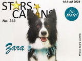 Stars Canins