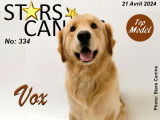 Stars Canins
