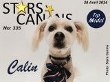 Stars Canins