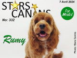Stars Canins