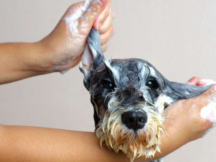 Stars Canins