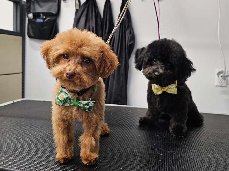 Petluxe